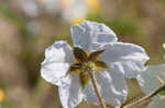 Sticky nightshade